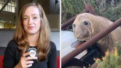 Viral Seal Neil Sparks Frenzy in Tasmania